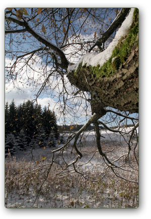 Baum bei Schmiedefeld